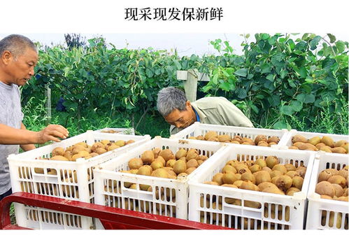 陜西周至綠色心獼猴桃 當季奇異果的新鮮水果批發(fā)指南