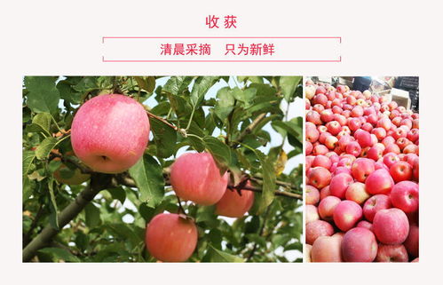 山東煙臺棲霞紅富士 當季新鮮多汁，糖心甜脆團購批發(fā)一箱包郵