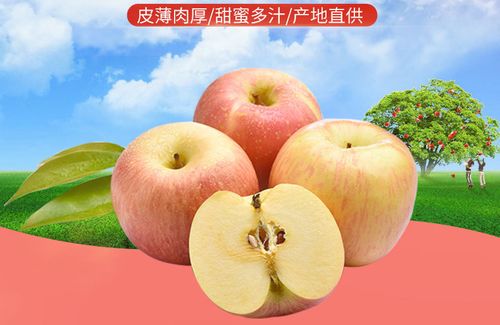 山西高原紅富士 探秘脆甜冰糖心蘋果的獨特魅力與批發(fā)優(yōu)勢